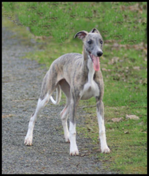 C'starlette de la Vallée des Whippets