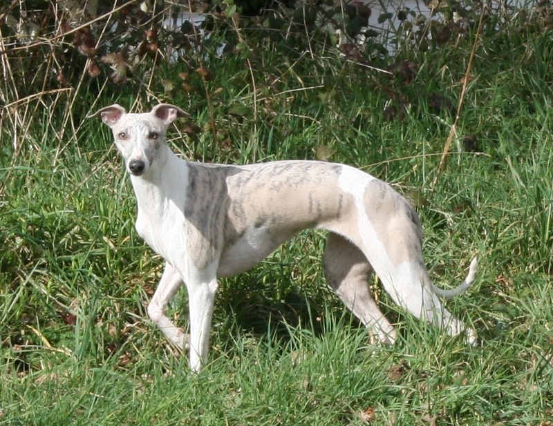 Fusée de la Vallée des Whippets