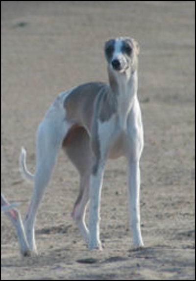 Diluée de la Vallée des Whippets
