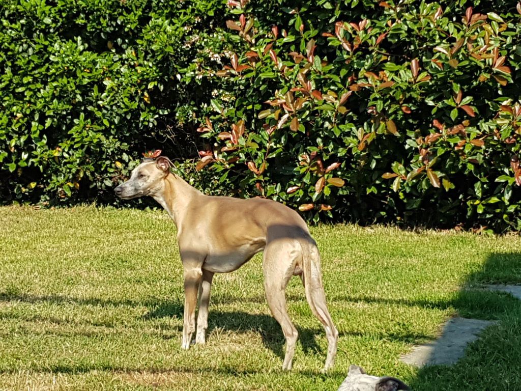 Mistral de la Vallée des Whippets