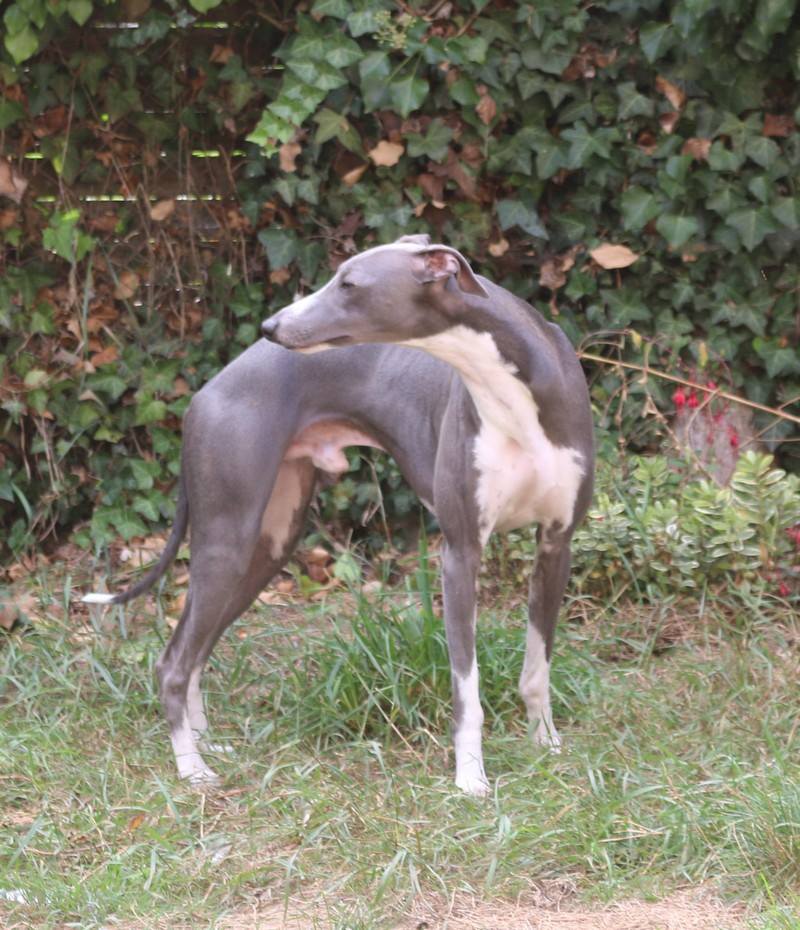 N'o de la Vallée des Whippets