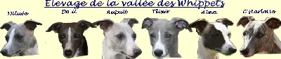 de la Vallée des Whippets